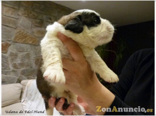 cachorros de san bernardo edel-hund